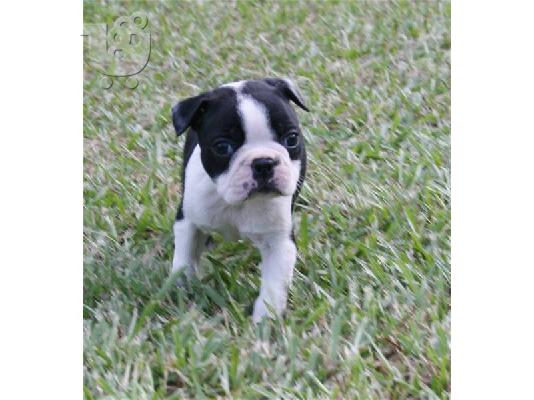 Boston Terrier κουτάβια (LUCY) για υιοθεσία